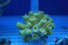 suncoral.jpg