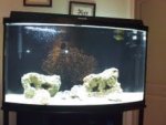 fish1.jpg