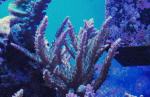 0214856.gif