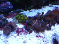 ZOAS.JPG