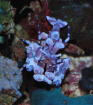 DSC-H-SHRIMP.gif
