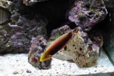 DSC_0514.jpg