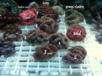 acan-1.jpg
