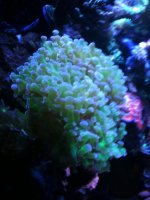 frogspawn.jpg