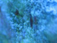 red worms 002.jpg
