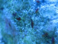 red worms 003.jpg