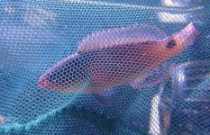 Fish.JPG