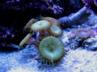 Chraddam's green zoas.JPG