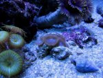 Chraddam's prupleish zoa.JPG