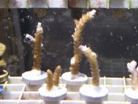 Frags2-18 010.jpg