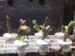 Frags2-18 012.jpg