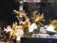 Frags2-18 009.jpg