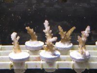 Frags2-18 011.jpg