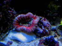 Wellsolophyllia from Pacific East Coast.jpg