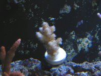 Red Polyp Lemon-Lime Acro from Pacific EastCoast.jpg