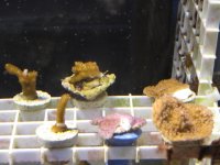 Frags2-18 013.jpg
