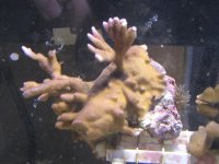 Frags2-18 015.jpg