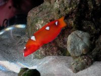 Red Coris Wrasse.jpg