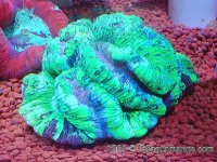 Metalic Green Brain Coral.jpg