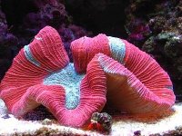 RedBrainCoral.jpg