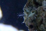 hydroid.jpg