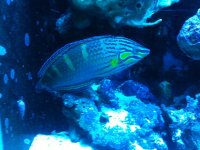 Wrasse1.jpg