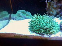 plate coral 001.JPG