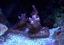 RP2-Frags.jpg