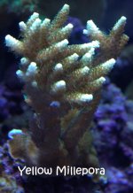 IMG_2519.CR2.jpg