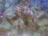 IMG00015-20100422-0908.jpg