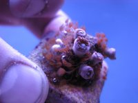 algea 003.JPG