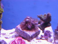 algea 001.JPG