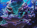Purple-cap-for-sale.gif