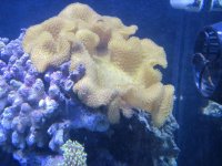 corals for sale 015.jpg