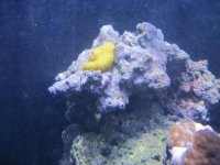 corals for sale 014.jpg