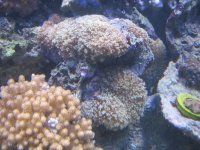 corals for sale 013.jpg