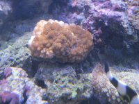 corals for sale 012.jpg