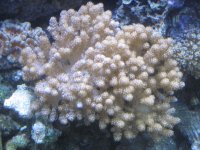 corals for sale 003.jpg