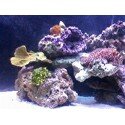 reefshot.jpg