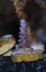 Blue Tort_59_.jpg