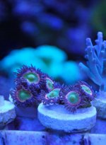 Rainbow Zoas.jpg