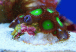 Plutonium-Frag-10.gif