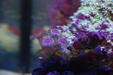 ZOA.jpg