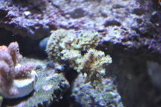 corals 001.jpg