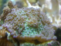 DSC01445.jpg