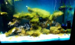 algae 1.jpg