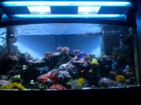 jpeg_soft_reef.jpg