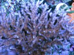 IMG_2115.JPG