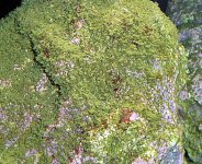 algae1.JPG
