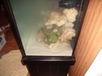 Copy of fish tank3.JPG